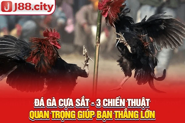 đá gà cựa sắt