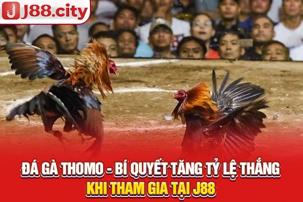 đá gà thomo